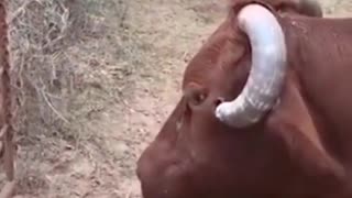 this guy cuts the horn of the buffalo that was being hurt