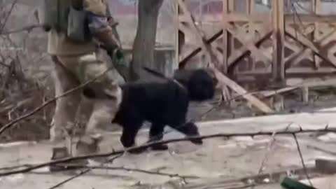 Lonely dog Bavaria has been rescued by Ukrainian soldiers on the frontline of their war