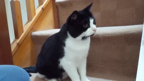 Cat Wiggles Butt Before Pouncing