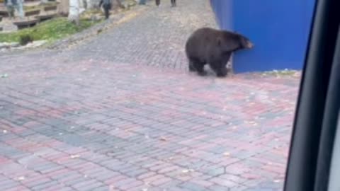 Bear casually walks down busy sidewalk👏🏽