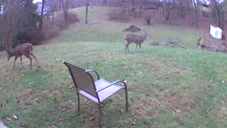 Deer hanging out in my yard