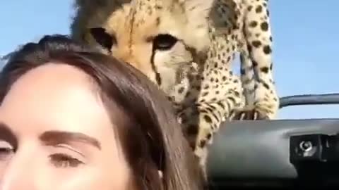 A selfie video of young cheetah and tourist in Epic Safari Footage