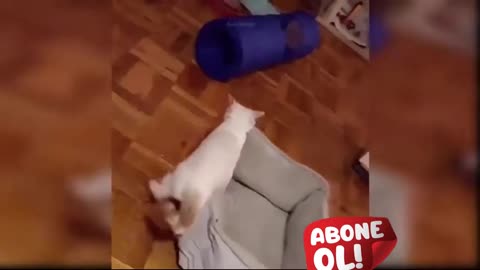 Pet Comedy Vid