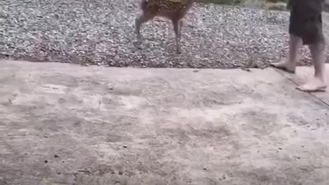 Great Citizen rescues baby fawn :)