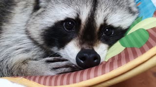 Raccoon is dozing off in the baby reclined cradle.