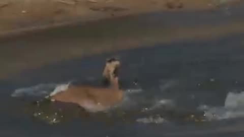 Crocodile pulls impala into the water well