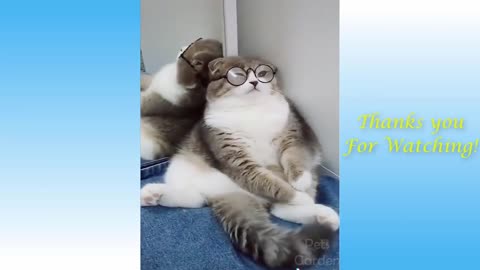 Cute Cats And Funny Dogs Videos Compilation🐶🐶😺😺😻😻😻😻