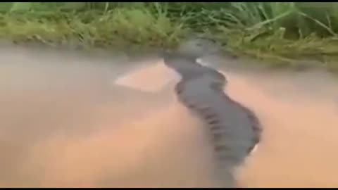 Largest snake in the world