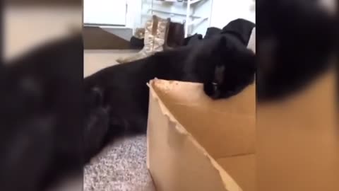 CAT VS BOX | cat