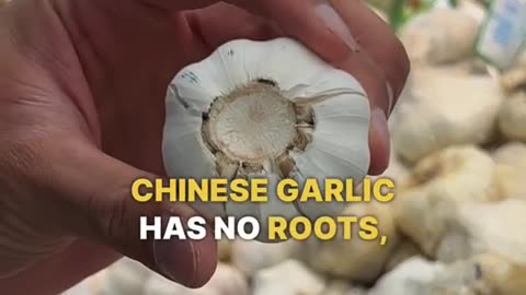 Are you buying Chinese Garlic?