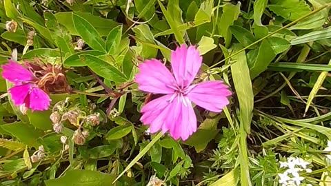 A section of leaf and flower species from village life / chapter 36