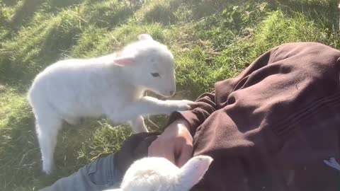 BEAUTIFUL cute lamb needs attention