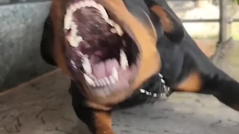 Pitbol dog hungry