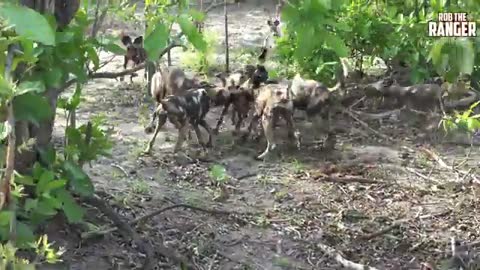 African Wild Dog Pack Devour Tiny Antelope_Cut.mp4