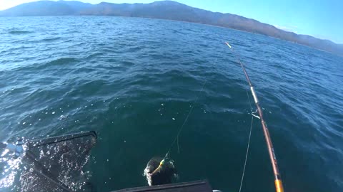 Caught halibut in sea of Okhotks