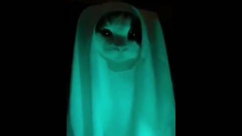 Horror Cute cat Funny Video 2022