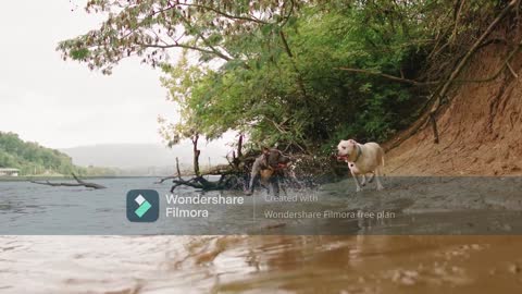 Two Dogs Getting Wet