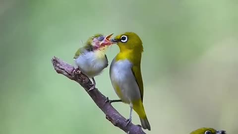 Baby Bird feeding.