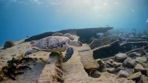 ocean turtle