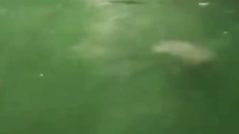 Creepy video a ghost in the water