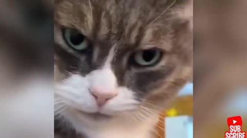 Angry - Funny Dogs And Cats of