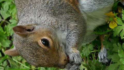 Tree Squirrel Eating Nuts #squirrel #animals