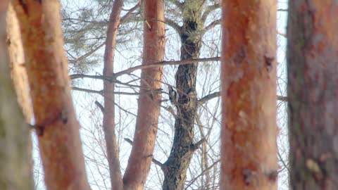 Bird in forest. Great spotted woodpecker knocking on tree. Little bird on tree