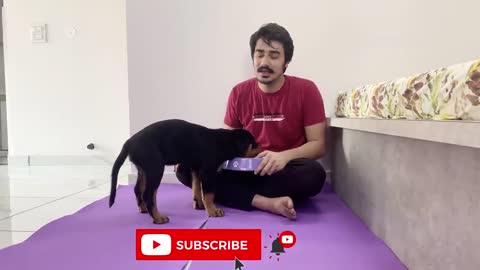 HOW TO TRAIN YOUR PUPPY FOR FOOD DISCIPLINE | 3 MONTHS OLD ROTTWEILER PUPPY TRAINING | DOG TRAINING