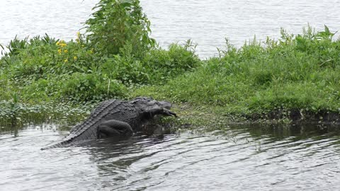 Large American Alligator walking out of water