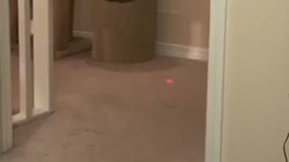 Cat vs. Laser