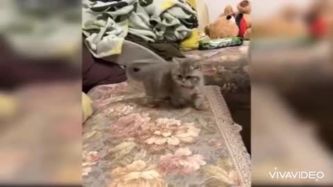 funny cat video style