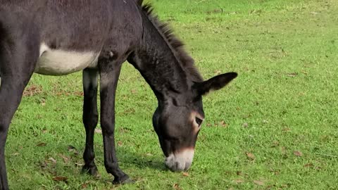 Donkey life at the Ranch