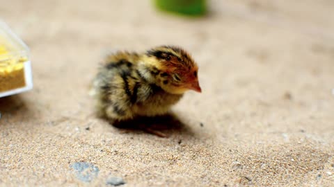 Close-Up Of A Young Chick😻