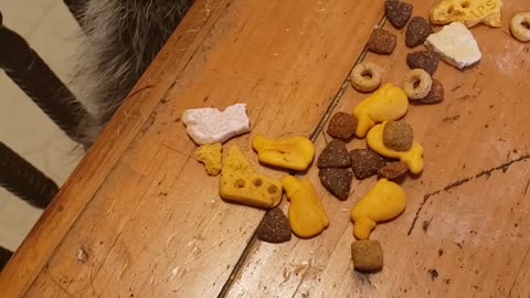 Daisy the Picky Raccoon Only Wants Whale Crackers