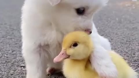 Cute puppy lovely moment || love dog || 🐶🐶