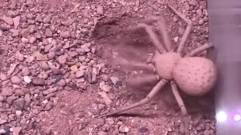 Six-Eyed Sand Spider Buries Herself