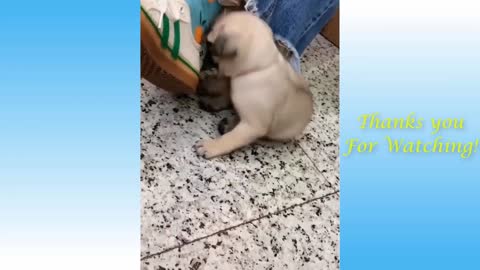 FUNNY PETS AND OWNERS, CUTE AND FUNNY