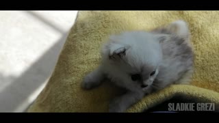 The kitten is 7 days old | He is so cute