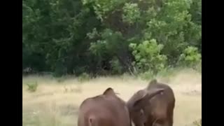 Aoudad in Texas, Exotic Game