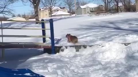 Silly Bulldog Loves To Go Down The Park Slide