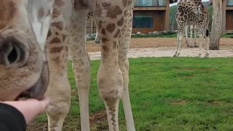 Hand Feeding A Giraffe