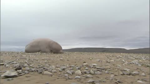 Frozen Planet: A beached Beluga needs help