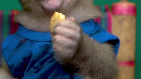 Monkey Raju Love cookiess