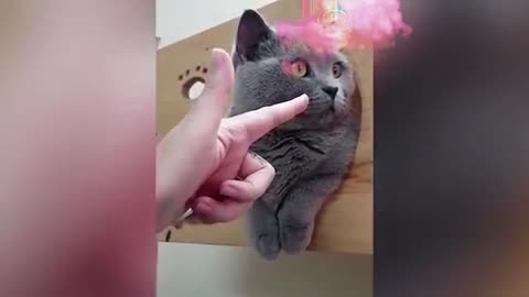 Funny moments of cat