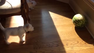 Westies defend their home from the Watermelon🤣