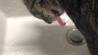 Kitten Drinks Water Weird