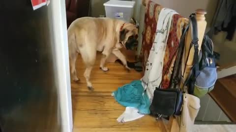 English Mastiff Can't Hide His Excitement About Dinner Time