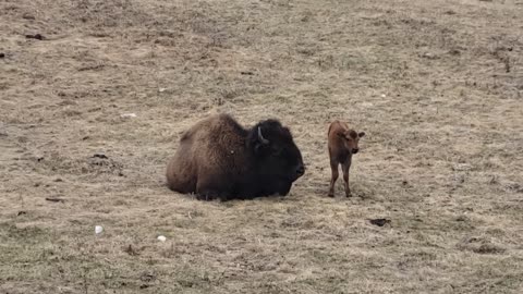 New baby bison are out