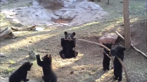 Teddy Bear Cubs Cute And Funny Moment