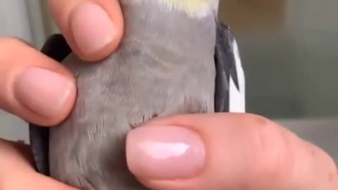Cleaning the cockatiel bird while making a sound indicating its fear